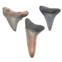 Megalodon Shark Tooth from South Carolina
