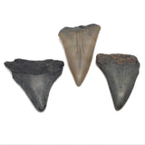 Dent de requin Mégalodon de Caroline du Sud