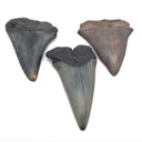 Megalodon Shark Tooth from South Carolina