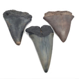 Dent de requin Mégalodon de Caroline du Sud