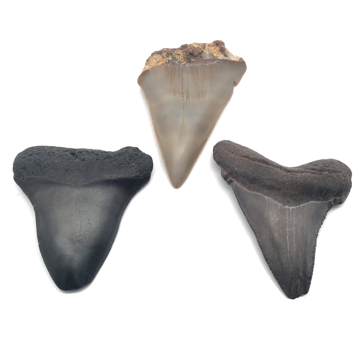 Dent de requin Mégalodon de Caroline du Sud