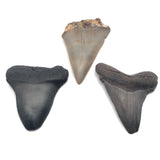 Dent de requin Mégalodon de Caroline du Sud