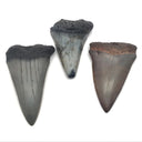 Megalodon Shark Tooth from South Carolina