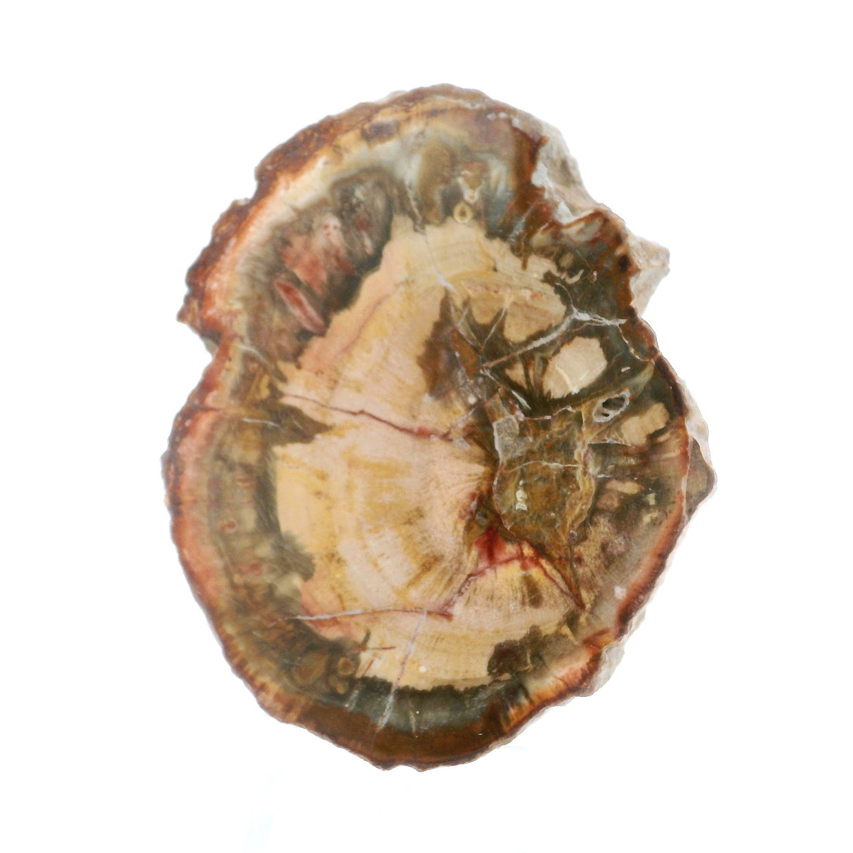Madagascar Petrified Wood Slices - Colorful Slices on Lucite Stands - Sold In Singles