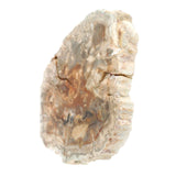 Madagascar Petrified Wood Slices - Colorful Slices on Lucite Stands - Sold In Singles