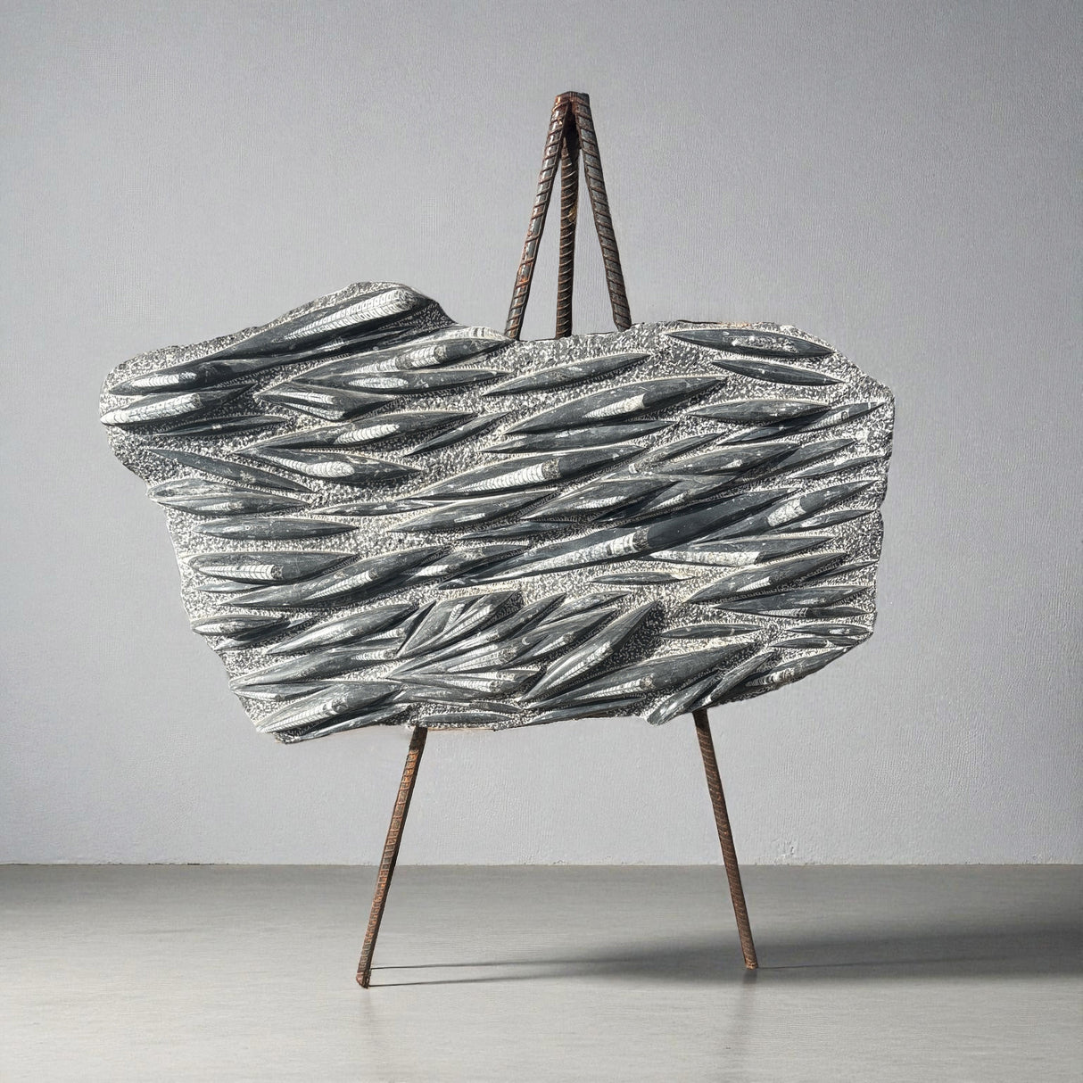 Orthoceras Plaque With Rebarb Easel -XL