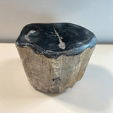 Arizona Petrified Wood Stump -Black Woodworthia With Contour Polish