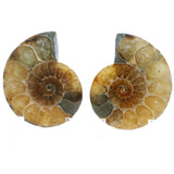 Ammonite Fossil Pair on Lucite Stands - 1.5"