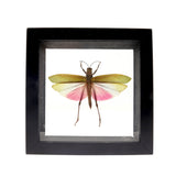 Small Grasshopper with Red & Purple Wings in Frame