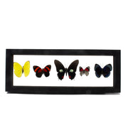 Horizontal 5 count Peru butterfly frame with yellow, red-banded, swallowtail, 88-patterned and blue specimens