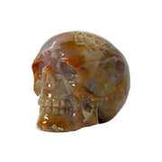 Small fossilized coral skull in left three-quarter view, glossy amber and gray stone with coral rosettes