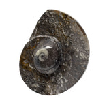 Ammonite & Orthoceras Fossil Dish in Black Seabed
