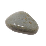 Agate Palm Stone with Brecciated Texture