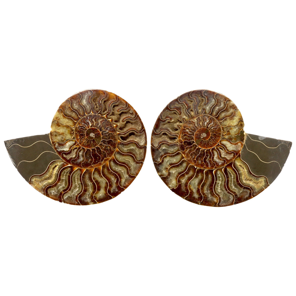 Ammonite Fossil Pair in Lucite Stands