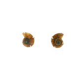 Ammonite Stud Earrings - Baby Pair