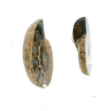 Ammonite Fossil Pair on Lucite Stands - 1.5"