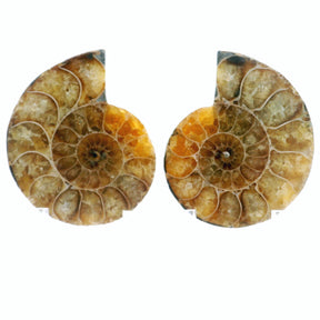 Honey-tan ammonite fossil pair with bright orange calcite pockets and fine white suture lines
