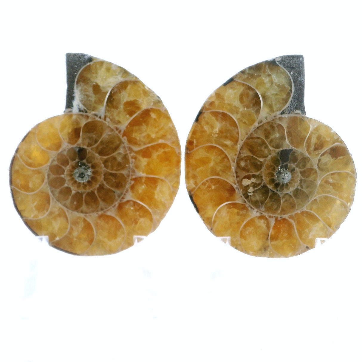 Ammonite Fossil Pair on Lucite Stands - 1.5"
