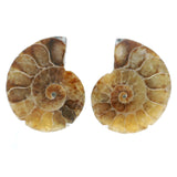 Ammonite Fossil Pair on Lucite Stands - 1.5"