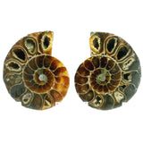 Ammonite Fossil Pair on Lucite Stands - 1.5"