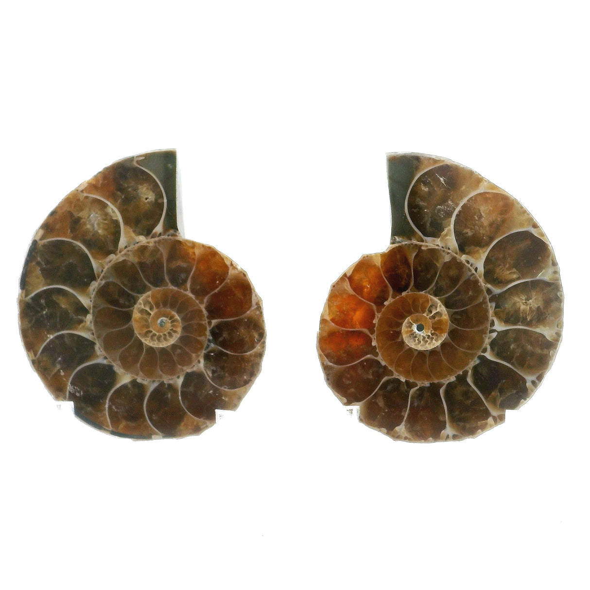 Ammonite Fossil Pair on Lucite Stands - 1.25"