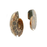 Ammonite Fossil Pair on Lucite Stands - 1.25"