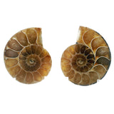 Ammonite Fossil Pair on Lucite Stands - 1.25"