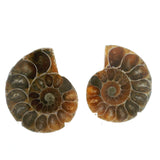 Ammonite Fossil Pair on Lucite Stands - 1.25"