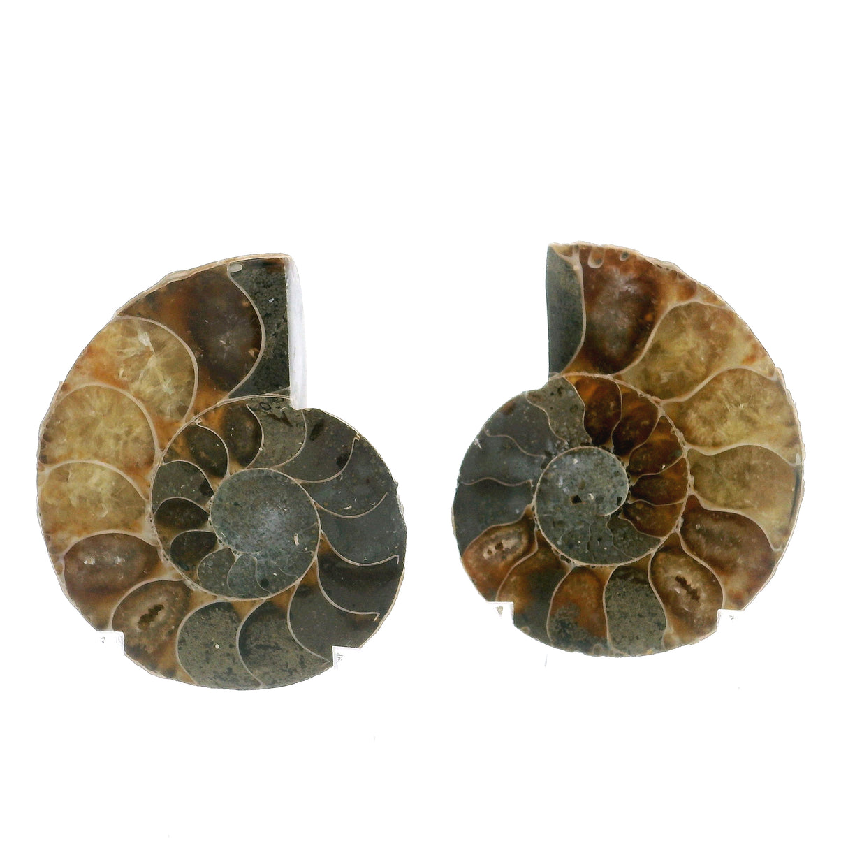 Ammonite Fossil Pair on Lucite Stands - 1.25"