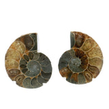 Ammonite Fossil Pair on Lucite Stands - 1.25"