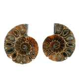Ammonite Fossil Pair on Lucite Stands - 1.25"