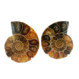 Ammonite Fossil Pair on Lucite Stands - 1.25"