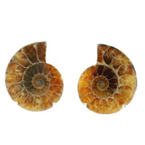 Ammonite Fossil Pair on Lucite Stands - 1.25"