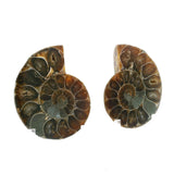 Ammonite Fossil Pair on Lucite Stands - 1.25"
