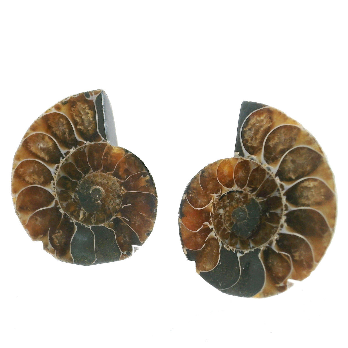 Ammonite Fossil Pair on Lucite Stands - 1.25"