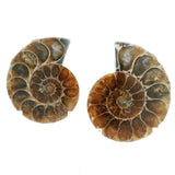 Ammonite Fossil Pair on Lucite Stands - 1.25"