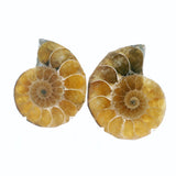 Ammonite Fossil Pair on Lucite Stands - 1.25"