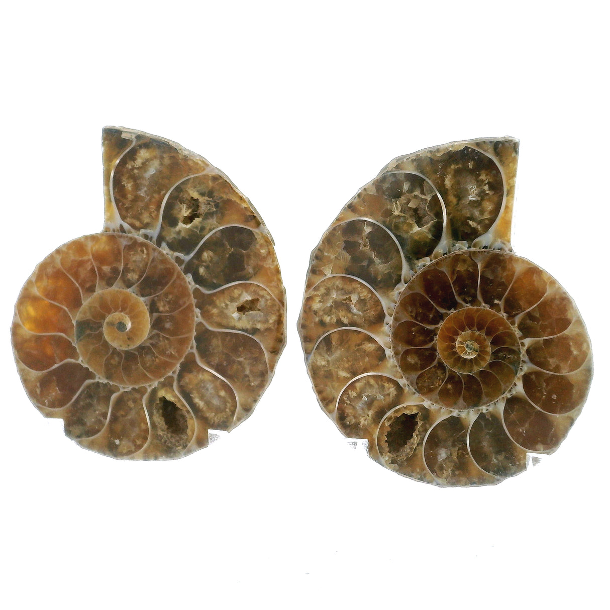 Ammonite Fossil Pair on Lucite Stands - 1.25"