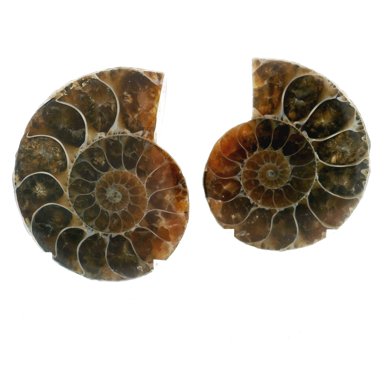 Ammonite Fossil Pair on Lucite Stands - 1.25"