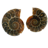Ammonite Fossil Pair on Lucite Stands - 1.25"