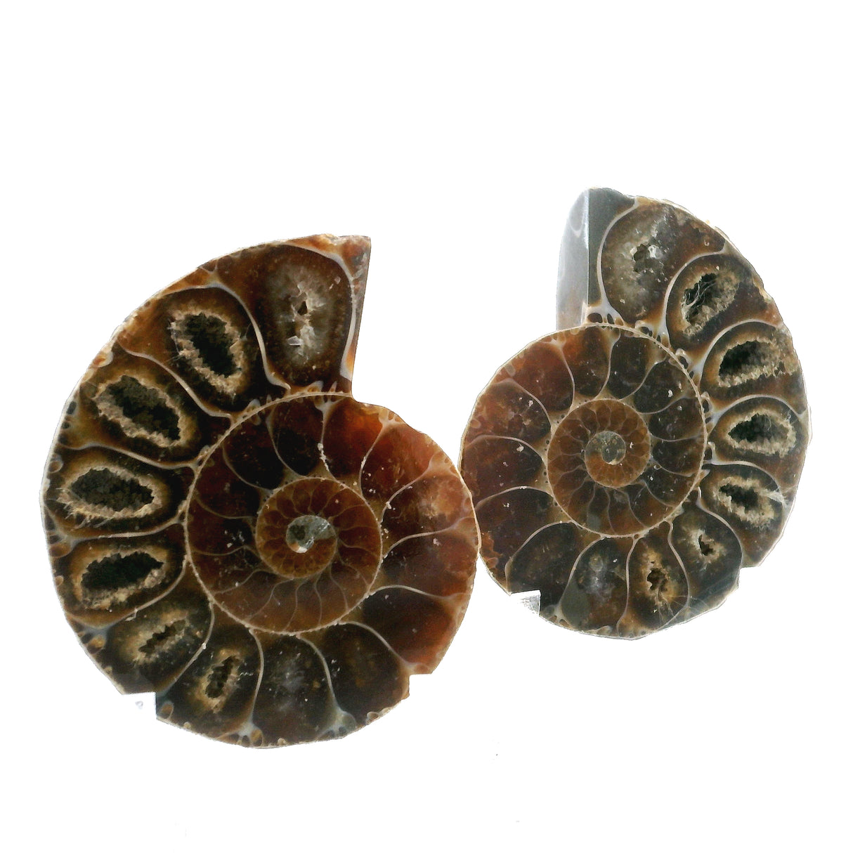 Ammonite Fossil Pair on Lucite Stands - 1.25"