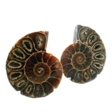 Ammonite Fossil Pair on Lucite Stands - 1.25"