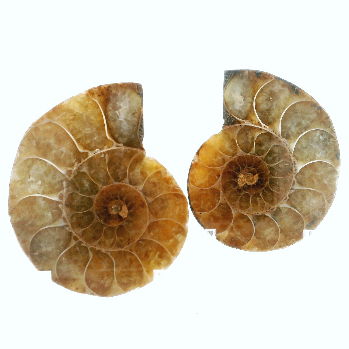 Ammonite Fossil Pair on Lucite Stands - 1.25"