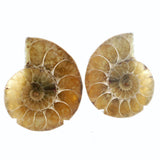 Ammonite Fossil Pair on Lucite Stands - 1.25"