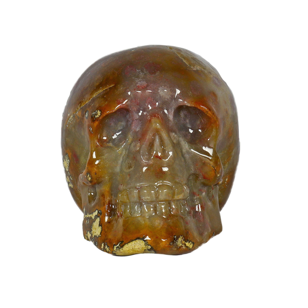 Fossilized Coral Skull Small