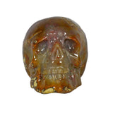 Fossilized Coral Skull Small