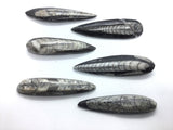 Orthoceras Fossil Magnet