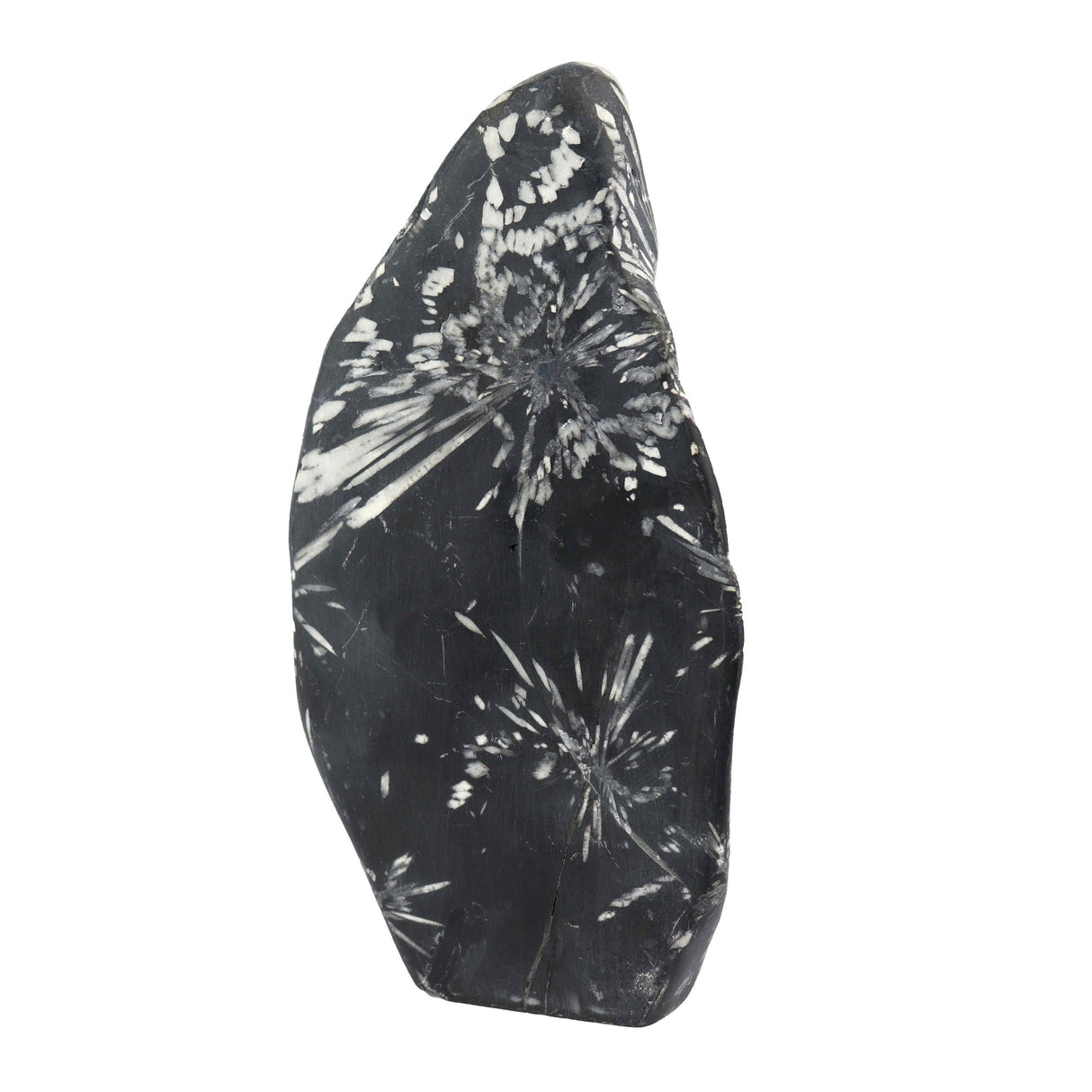 Large Chrysanthemum Stone