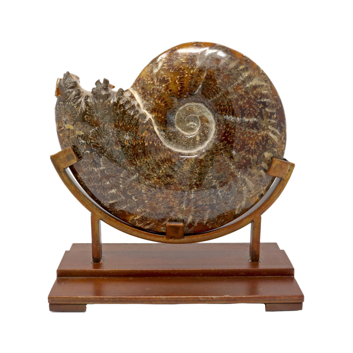 Polished Ammonite Fossil With High-Quality Sutures on Custom Stand