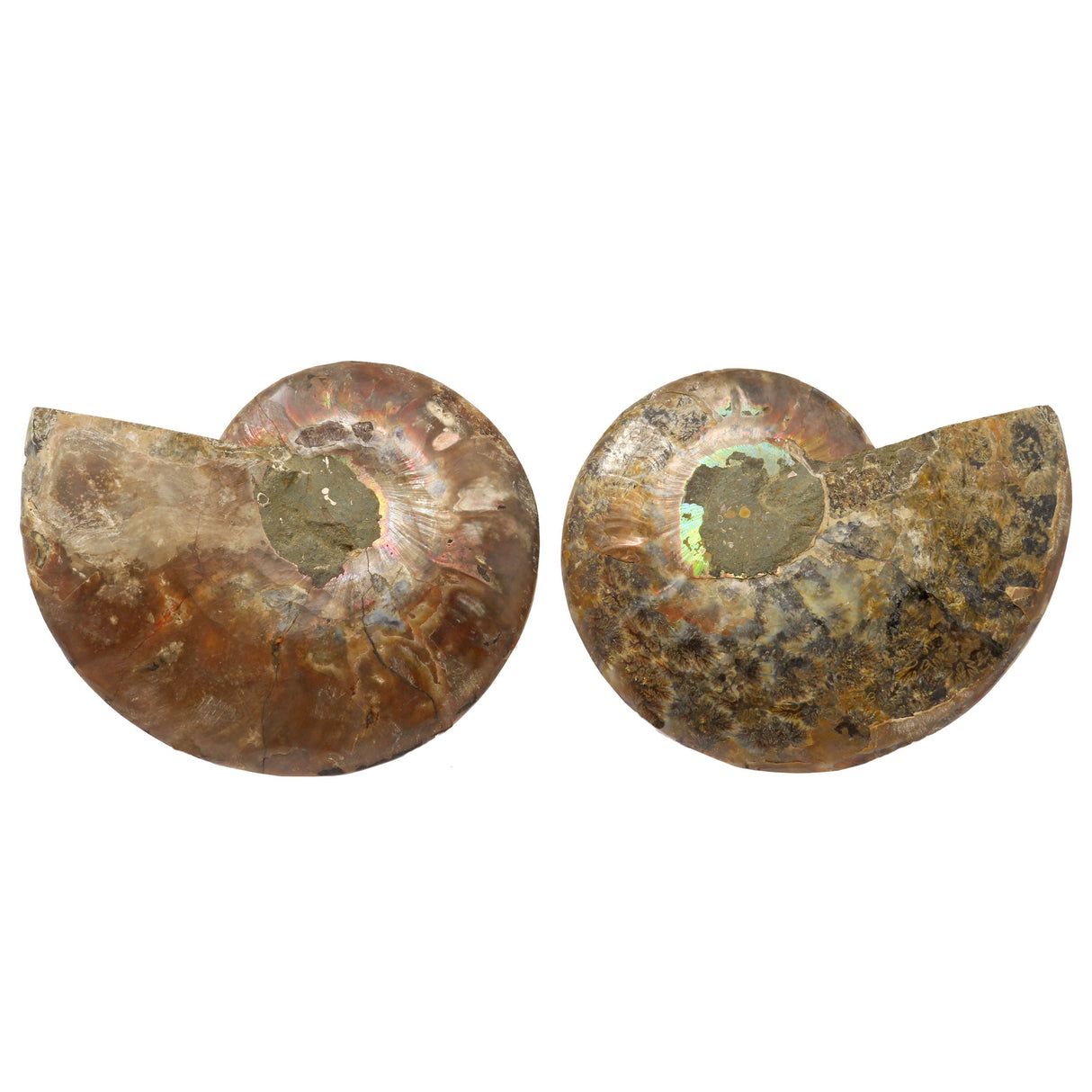 Ammonite Fossil Pair in Lucite Stands